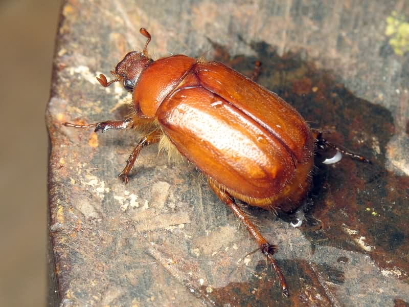 Holochelus aequinoctialis (Herbst, 1790)